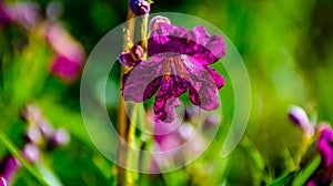 Brilliant Purple Desert Flower