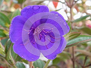 Brilliant Purple Flower of the Tibouchina Urvilleana