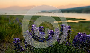 Brilliant Purple Lupine Grow In Hayden Valley With The Yellowstone River In The Distance