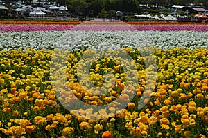 Brilliant Rainbow Divide Ranunculus Buttercup Field Carlsbad Spring