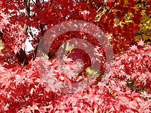 Brilliant red Autumn maple leaves in sunlight