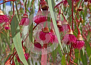 Brilliant. native gumnuts flower, red, Australia, photo