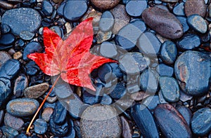 Brilliant red fall leaf on river rocks