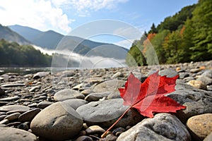 Brilliant Red Fall Leaf on River Rocks