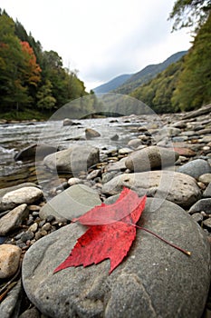 Brilliant Red Fall Leaf on River Rocks