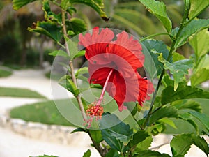 Brilliant Red Hibiscus photo