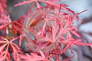 Brilliant Red Leaves of a Split Leaf Japanese Maple