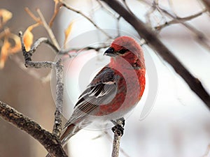 Brilliant in Red, Male Pine Grosbeak