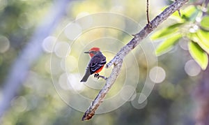 A Brilliant Red Male Vermilion Flycatcher Pyrocephalus rubinus Perched on a Branch in Mexico