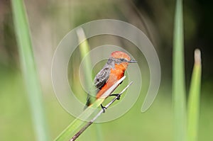 A Brilliant Red Male Vermilion Flycatcher Pyrocephalus rubinus Perched on a Branch in Mexico