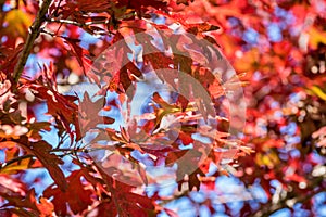 Brilliant red oak leaves in fall