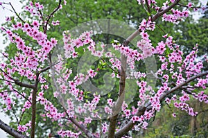 Brilliant red peach blossom