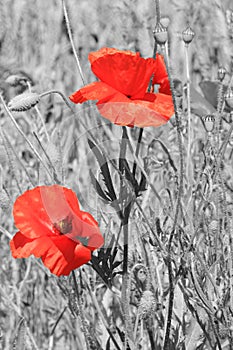 Brilliant red poppy on black and white background - Lest we forget