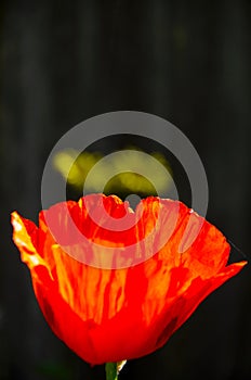 Brilliant red poppy in the morning sun