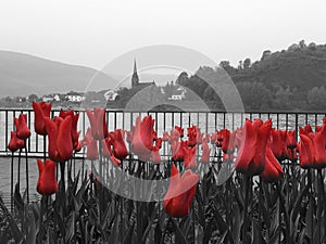 Brilliant Red Tulips along the Rhine River in France