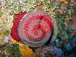 Brilliant red vase sponge