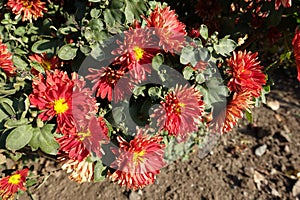 Brilliant red and yellow flowers of semi-double Chrysanthemums in October