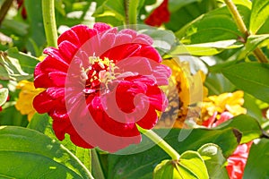 Brilliant Red Zinnia Flower