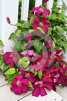 Brilliant scarlet clematis vine blooms on a white porch