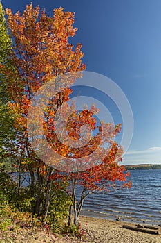 Brilliant Sugar Maple on a Lakeshore - Ontario, Canada
