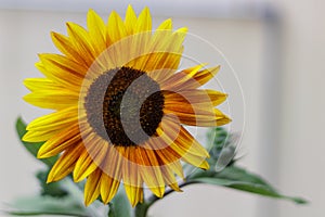 Brilliant sunflower with rusty, yellow petals