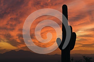 Brilliant sunset over Saguaro Cactus and Arizona's Sonoran Deser