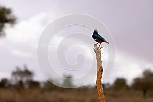 Brilliant Superb Starling Perched on a Dry Bush in Kenyan Tsavo East Reserve