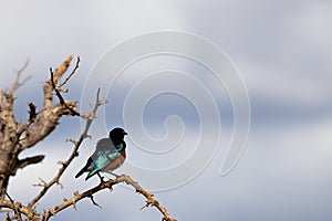 Brilliant Superb Starling Perched on a Dry Bush in Kenyan Tsavo East Reserve