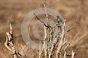 Brilliant Superb Starling Perched on a Dry Bush in Kenyan Tsavo East Reserve