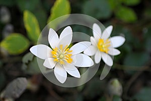 Brilliant White Bloodroot Flower Blossoming - Sanguinaria