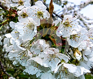 Brilliant white cherry blossoms with blurred  background