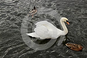 Brilliant white swan with chasing two ducks in a black river.