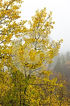 Brilliant yellow aspen trees on a foggy Rocky Mountain morning