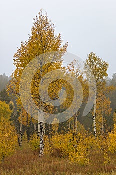 Brilliant yellow aspen trees on a misty Rocky Mountain morning