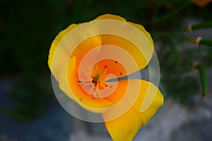 Brilliant yellow flowers of Eschscholzia californica a species of flowering plant in family Papaveraceae are bright.