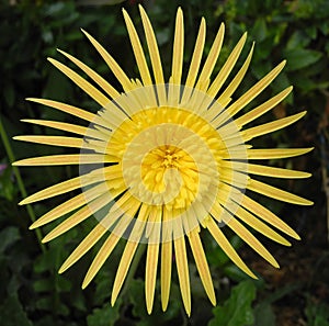 Brilliant yellow Gerbera daisy