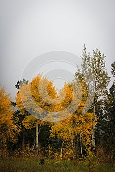 Brilliant yellow and gold aspen trees changing color in the fall