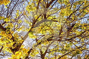 Brilliant Yellow and Green Autumn Leaves