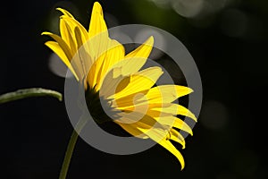 Jerusalem Artichoke flowering in Swiss cottage garden in strong sunlight photo