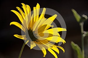 Jerusalem Artichoke flowering in Swiss cottage garden in strong sunlight photo