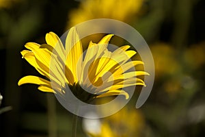 Jerusalem Artichoke flowering in Swiss cottage garden in strong sunlight photo