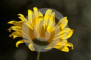 Jerusalem Artichoke flowering in Swiss cottage garden in strong sunlight photo