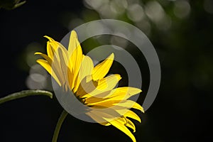 Jerusalem Artichoke flowering in Swiss cottage garden in strong sunlight photo