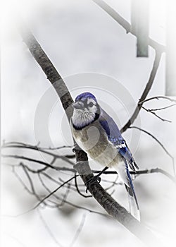 Brilliantly Colored Blue Jay Perched on Tree