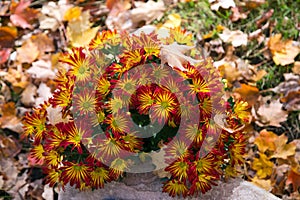 Brilliantly colored Chrysanthemums Southwestern Ontario