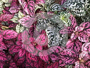 Brilliantly colored leaves background