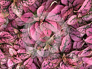 Brilliantly colored leaves