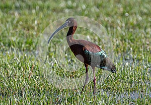 White-faced Ibis in a Flooded Field photo
