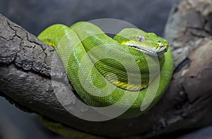 A brilliantly coloured Green Tree Python curled up in its enclosure at the Adelaide Zoo in South Australia in Australia.