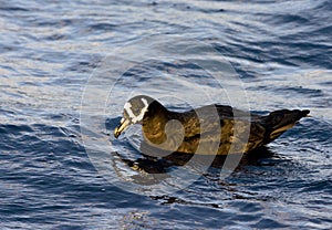 Brilstormvogel, Spectacled Petrel, Procellaria conspicillata photo